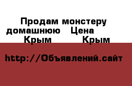 Продам монстеру домашнюю › Цена ­ 2 000 - Крым  »    . Крым